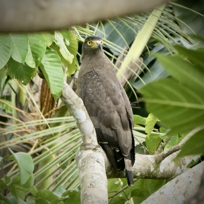Large bird of prey (eagle) in flight over the jungle garden. Experience rich biodiversity in our pesticide-free environment.