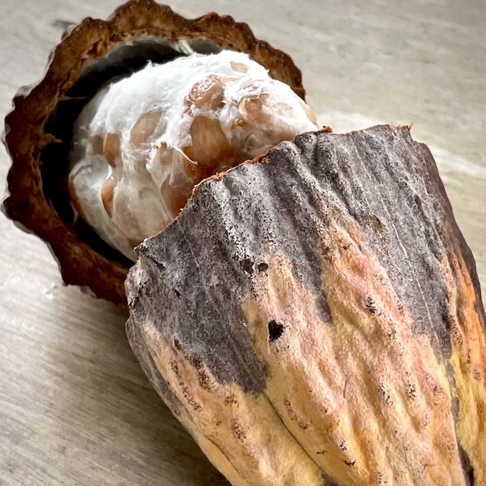 Close-up of raw cocoa beans inside a yellow pod. Showcasing the natural, high-quality ingredients grown on our sustainable Sri Lankan property