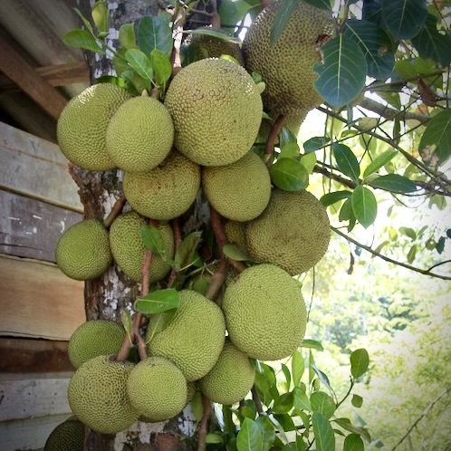 Tropical jackfruit, a key homegrown food source