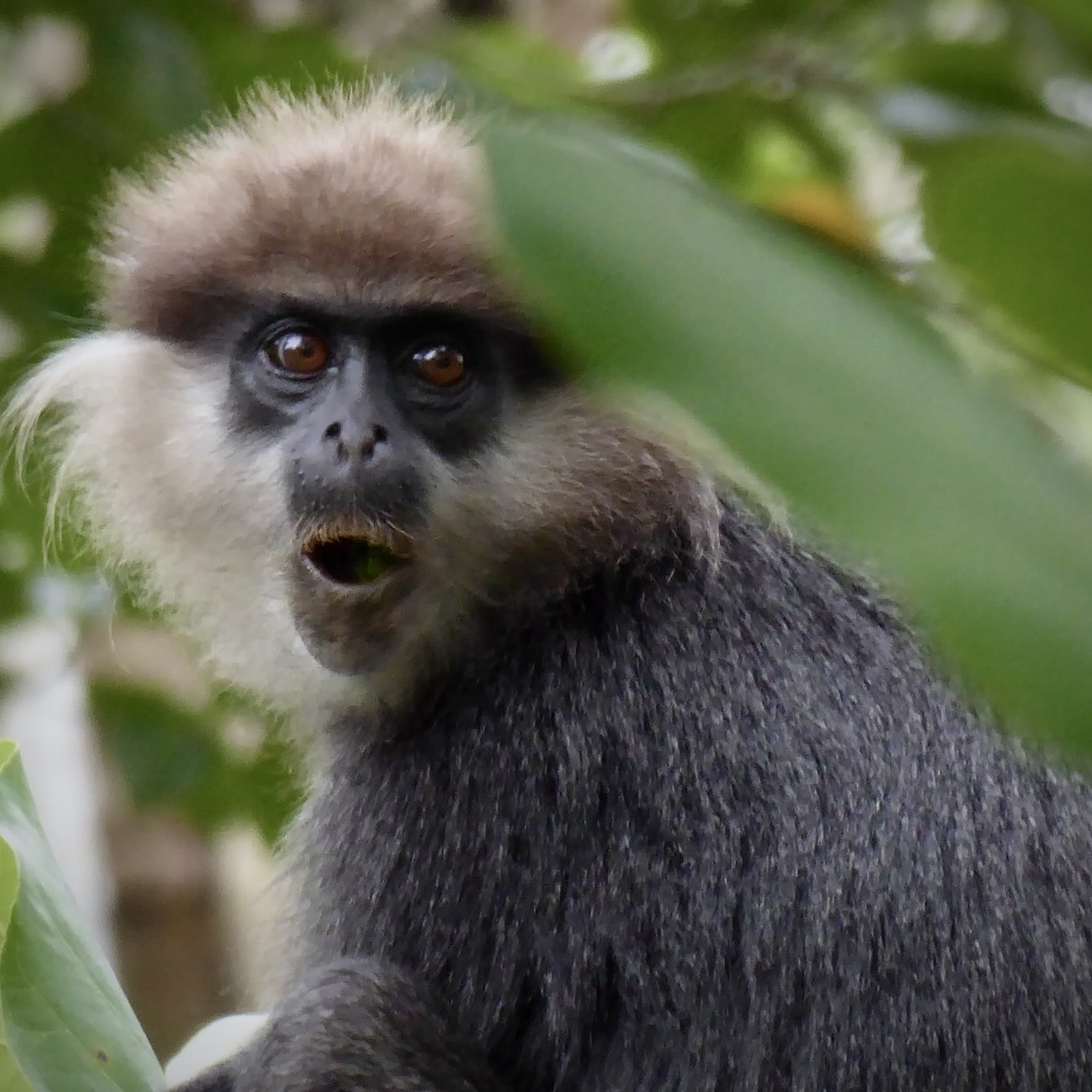 Close-up of a Purple-faced Langur, a unique monkey species. Highlight of the native Sri Lankan wildlife and biodiversity.