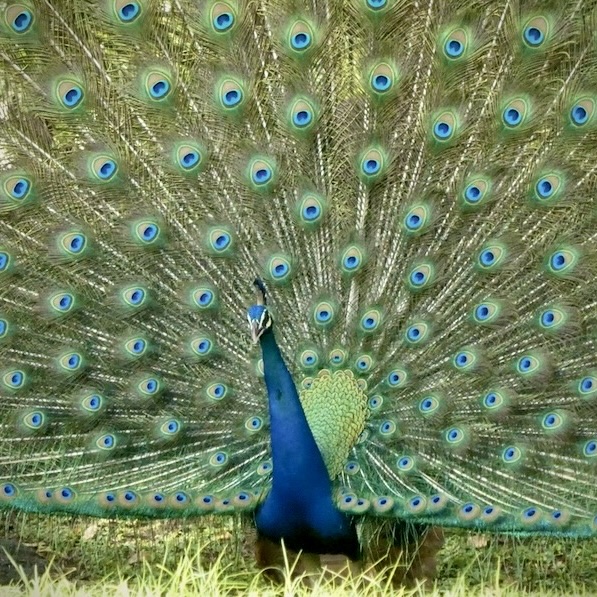Close-up of a peacock with open tail feathers. Beautiful Sri Lankan wildlife experience