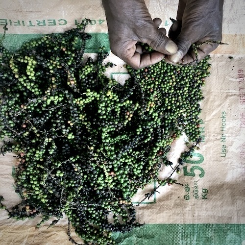 Close-up of hands harvesting or sorting black pepper, showing natural, raw spice straight from the vine. 100% organic and pesticide-free cultivation