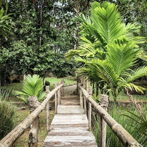 Exotic jungle garden scenery at the Sri Lanka eco-retreat. Focus on homegrown food and untouched nature for yoga and surf guests.