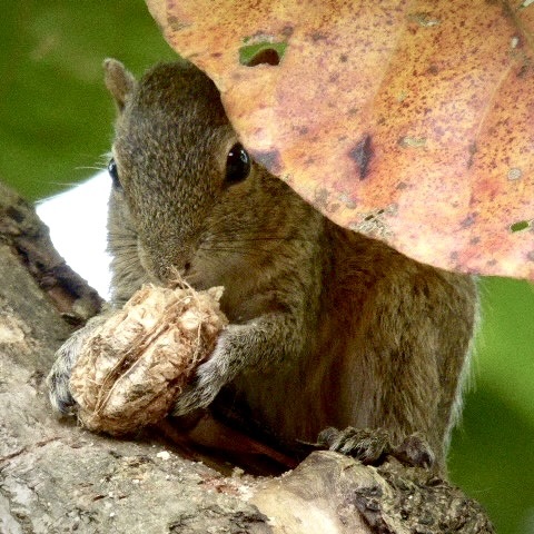 Close-up of a small Sri Lankan squirrel sitting on a branch, actively eating a nut (Indian Almond). Daily wildlife sightings in the jungle garden.