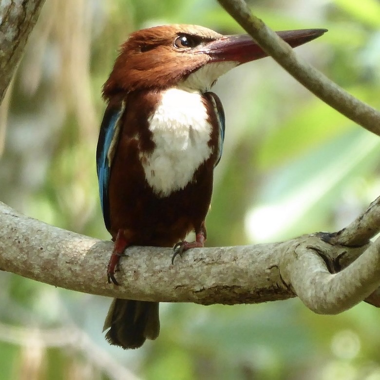Vibrant Kingfisher bird resting on a branch. Local Sri Lankan wildlife