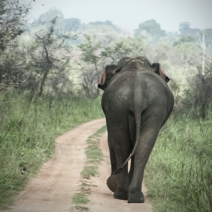 Wild elephant seen from behind on a road inside a national park in Sri Lanka