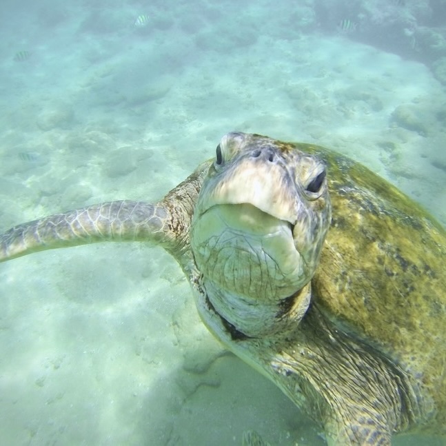 Green sea turtle spotted while snorkeling along the southern coast of Sri Lanka